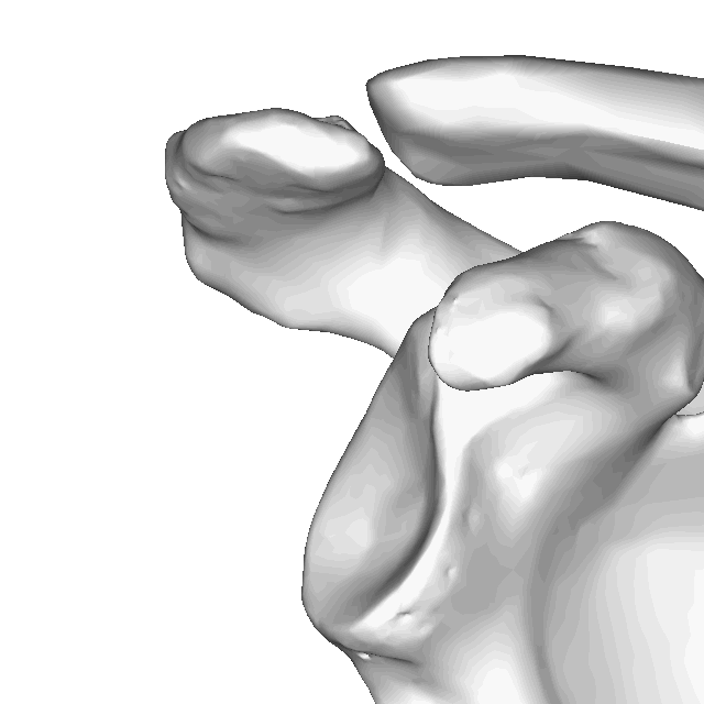 Anatomie de l'articulation acromio-claviculaire