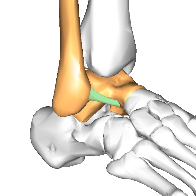 Anatomie ligament talo-fibulaire antérieur