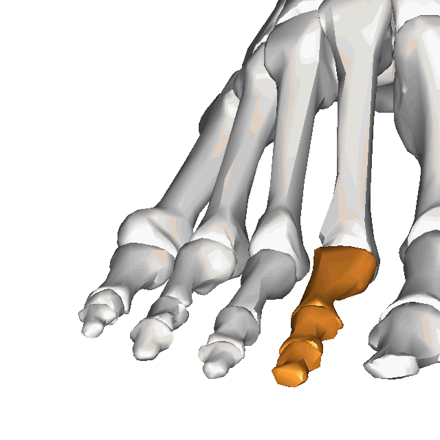 Anatomie orteils