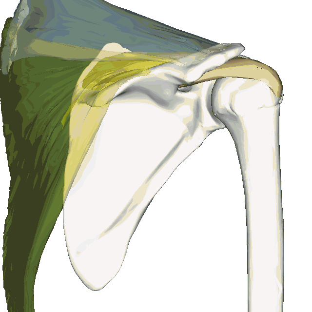 Anatomie sus-épineux (région scapulaire)