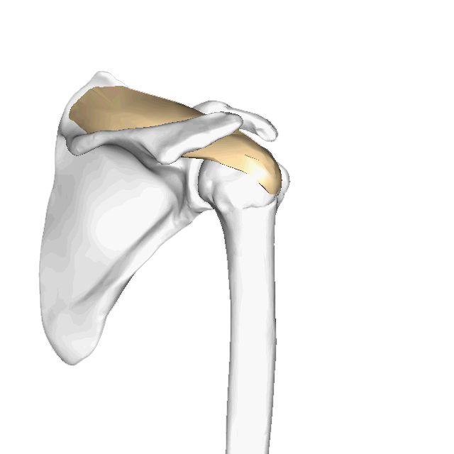Anatomie du sus-épineux