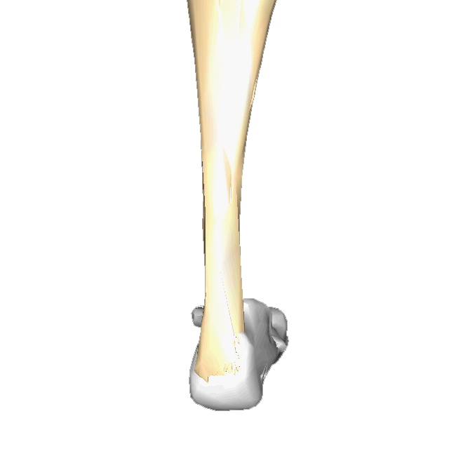 Anatomie du tendon d'Achille