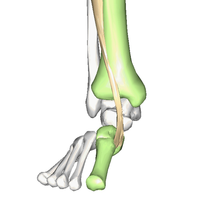 Anatomie tibial antérieur